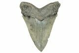 Serrated, Fossil Megalodon Tooth - South Carolina #327568-1